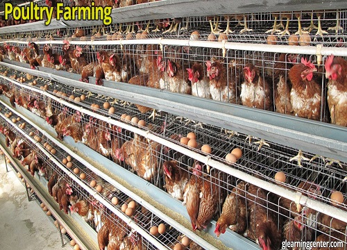 Poultry House Maintenance and Installation